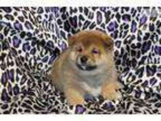 Shiba Inu Puppy for sale in Saint Joseph, MO, USA
