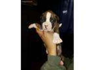 Boxer Puppy for sale in Mobile, AL, USA