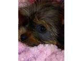 Yorkshire Terrier Puppy for sale in Bonita, CA, USA