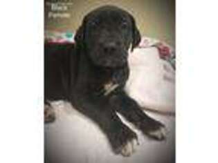 Great Dane Puppy for sale in Rockford, MI, USA