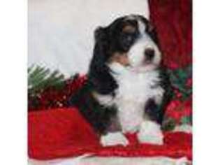 Mutt Puppy for sale in Stevensville, MT, USA