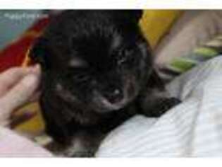 Pomeranian Puppy for sale in Johnston, IA, USA