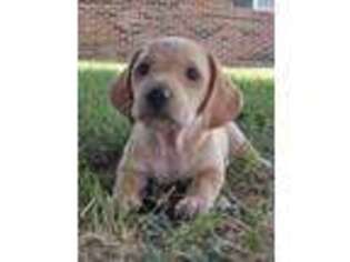 Dachshund Puppy for sale in North Salem, IN, USA