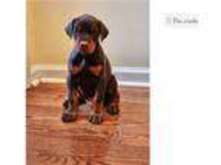 Doberman Pinscher Puppy for sale in Memphis, TN, USA