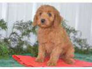 Goldendoodle Puppy for sale in Millmont, PA, USA
