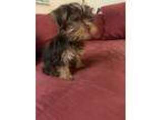 Yorkshire Terrier Puppy for sale in Bridgewater, MA, USA