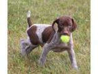 German Shorthaired Pointer Puppy for sale in Saint Charles, MN, USA