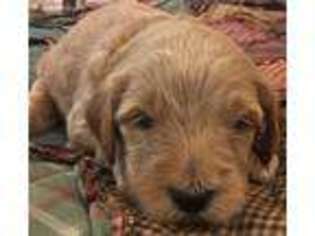 Goldendoodle Puppy for sale in Concord, MI, USA