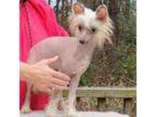 Chinese Crested Puppy for sale in Mount Olive, NC, USA