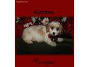 Cavapoo Puppy for sale in Uniontown, OH, USA