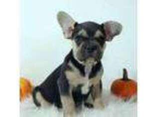 French Bulldog Puppy for sale in Canton, OH, USA