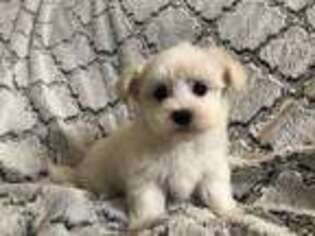 Maltese Puppy for sale in Graham, NC, USA