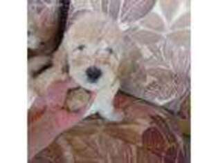 Goldendoodle Puppy for sale in Concordia, KS, USA