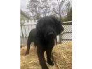 Flat Coated Retriever Puppy for sale in Medina, OH, USA