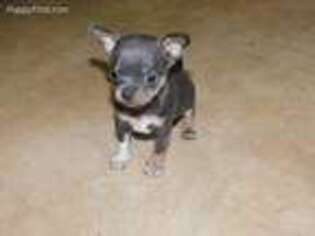 Chihuahua Puppy for sale in North Lawrence, NY, USA