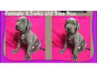 Great Dane Puppy for sale in Ardmore, OK, USA