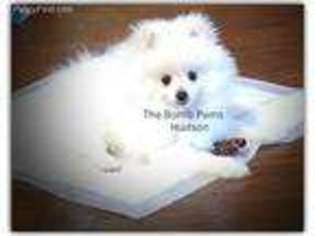 Pomeranian Puppy for sale in New Braunfels, TX, USA