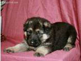 German Shepherd Dog Puppy for sale in Girard, KS, USA