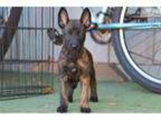 Belgian Malinois Puppy for sale in Bend, OR, USA