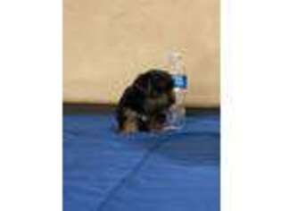 Yorkshire Terrier Puppy for sale in North Hills, CA, USA