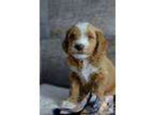 Goldendoodle Puppy for sale in DUBUQUE, IA, USA