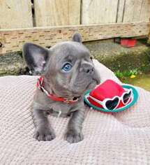 French Bulldog Puppy for sale in Martinsville, VA, USA