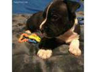 American Staffordshire Terrier Puppy for sale in Shannon, IL, USA