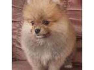 Pomeranian Puppy for sale in Hillman, MI, USA