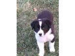 Border Collie Puppy for sale in Perryville, MO, USA