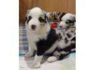 Miniature Australian Shepherd Puppy for sale in Fredericksburg, VA, USA