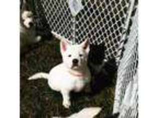 Akita Puppy for sale in Bloomsburg, PA, USA