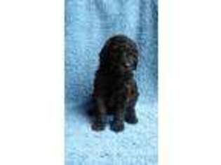 Mutt Puppy for sale in Trimble, MO, USA