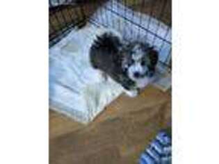 Havanese Puppy for sale in Myerstown, PA, USA