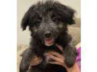 Mutt Puppy for sale in Flagstaff, AZ, USA