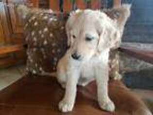 Goldendoodle Puppy for sale in Briggs, TX, USA