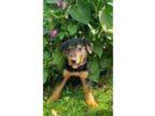 Airedale Terrier Puppy for sale in Hastings, MN, USA