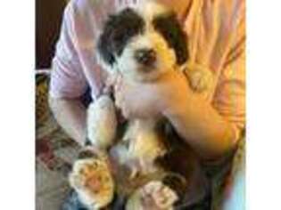 Bearded Collie Puppy for sale in Larsen, WI, USA