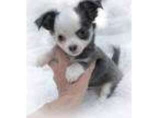 Chihuahua Puppy for sale in Grand Ledge, MI, USA