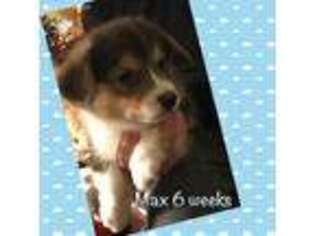 Pembroke Welsh Corgi Puppy for sale in Clintonville, WI, USA