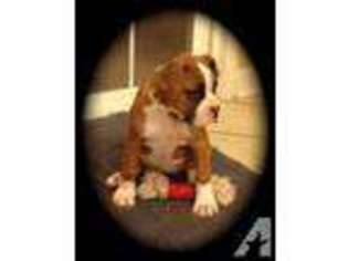 Boxer Puppy for sale in SALEM, IL, USA