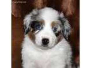 Australian Shepherd Puppy for sale in Chippewa Falls, WI, USA