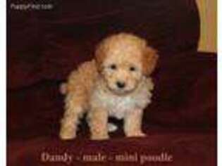 Mutt Puppy for sale in Clarkrange, TN, USA