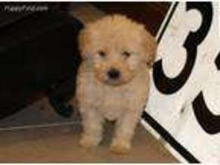 Goldendoodle Puppy for sale in Jamestown, TN, USA