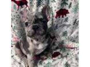 French Bulldog Puppy for sale in Leander, TX, USA