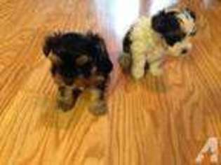 Yorkshire Terrier Puppy for sale in SAN ANTONIO, TX, USA