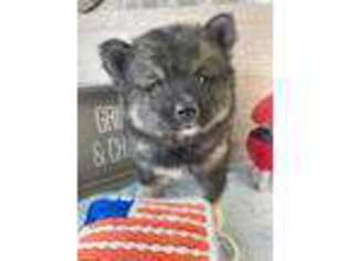 Siberian Husky Puppy for sale in Wasilla, AK, USA