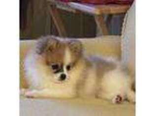 Pomeranian Puppy for sale in Bradenton, FL, USA