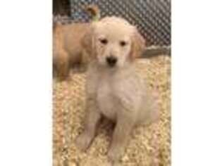 Golden Retriever Puppy for sale in Scituate, RI, USA