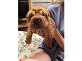 Mutt Puppy for sale in Columbiana, AL, USA