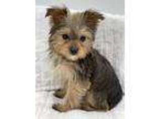 Yorkshire Terrier Puppy for sale in Beaverton, AL, USA